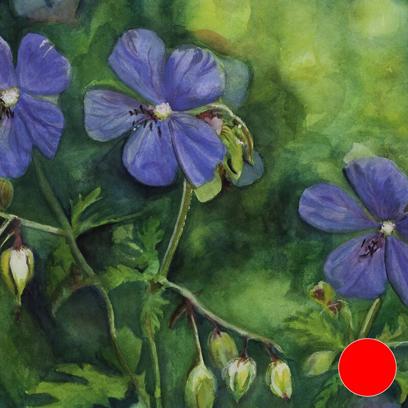 Ann"s blue Geraniums Ann"s blue Geraniums